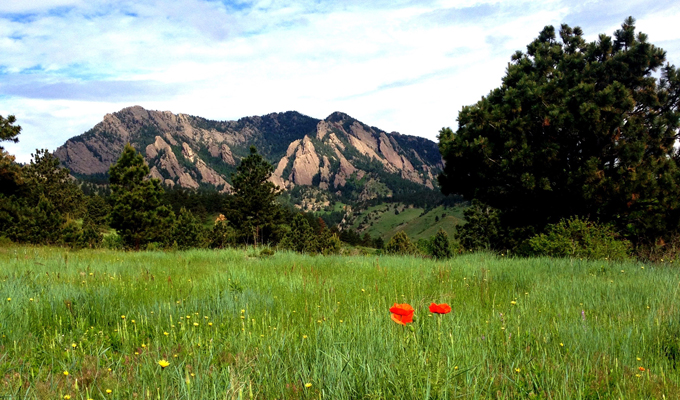 Poppies on Shanahan Ridge Colorado