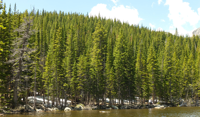 Bear Lake Pine Trees with Snow - Rocky Mountain National Park