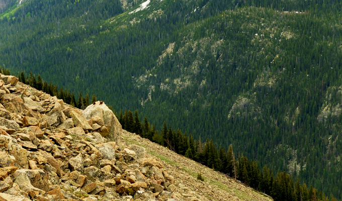 Rocky Mountain National Park Tundra Treeline Marmots