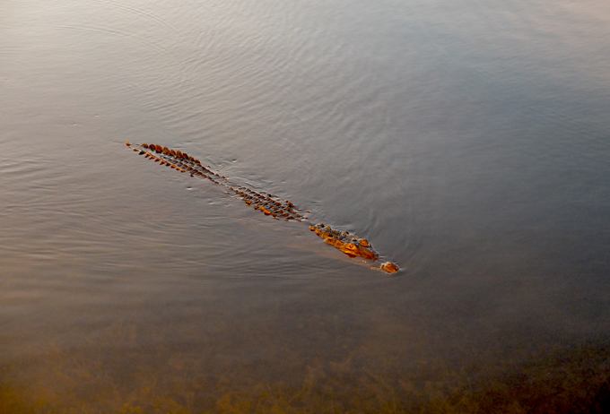 Crocodile at Captains Cove in Cancun Mexico