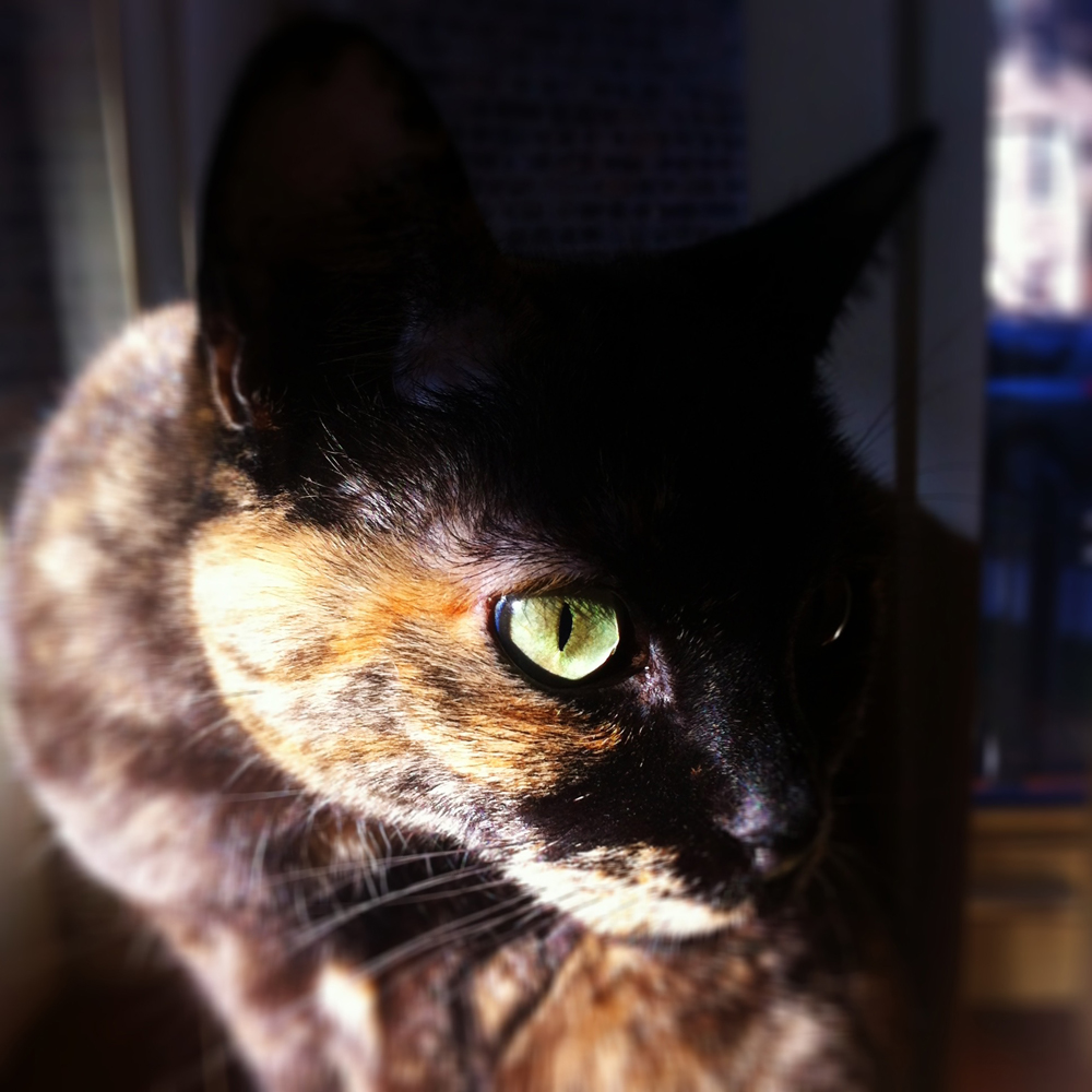 Tortoiseshell cat in the sun- tortitude - beautiful cat eyes