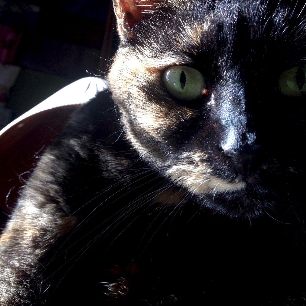 Tortoiseshell cat - Tortie cat love - tortitude - Cia Maru's first Selfie