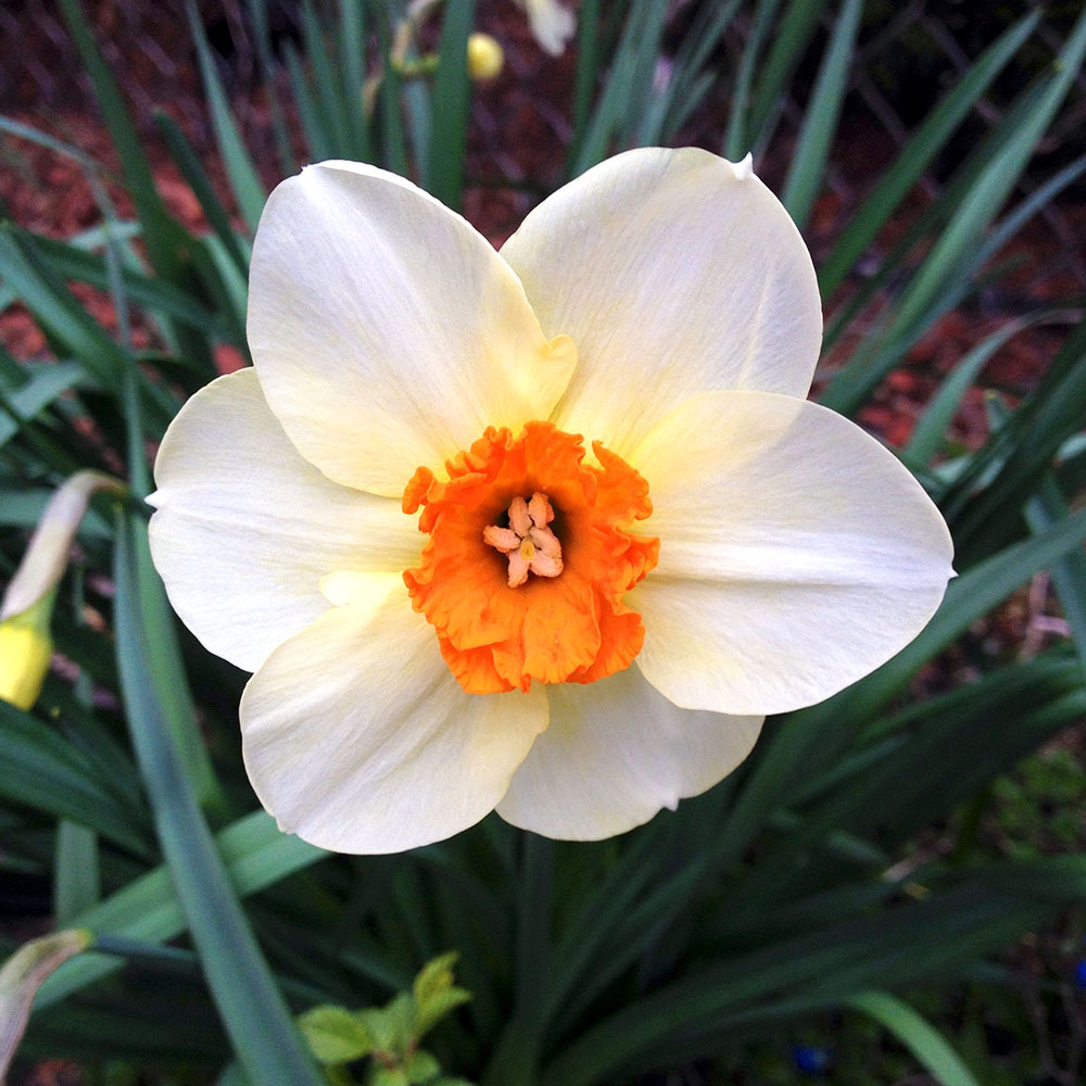 Daffodil - Early Spring Bloom
