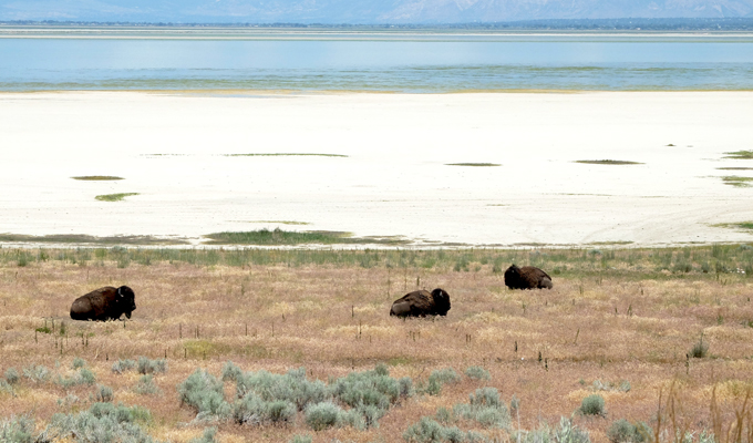 Antelope Island Buffalo near the Salt Lake