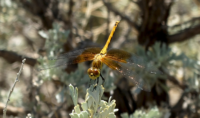Antelope Island Dragonfly