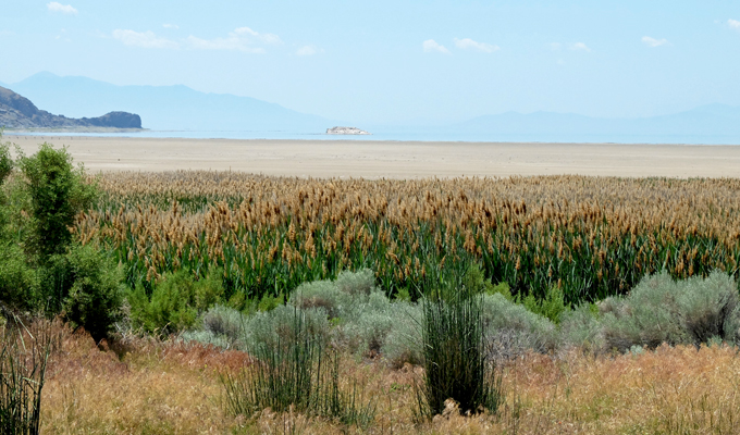 Antelope Island Grasses near The Great Salt Lake