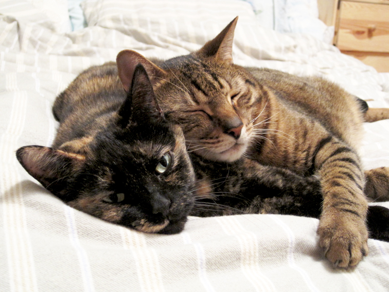 Tortie and Tabby Cat cuddling