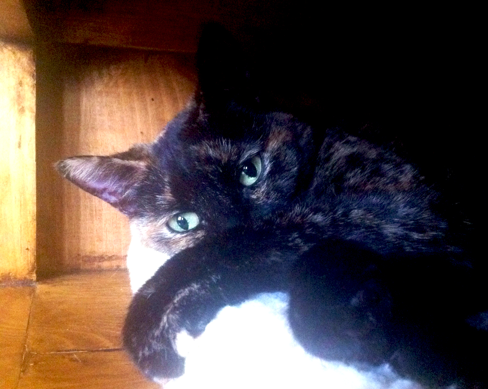 Tortoiseshell Cat in her napping spot - Cia Maru the tortie cat