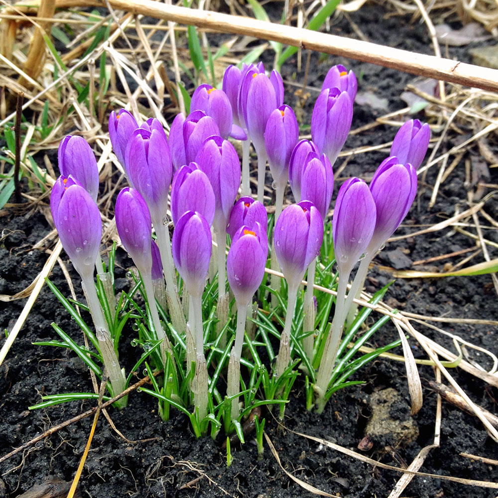 Purple Crocus - early spring blooms